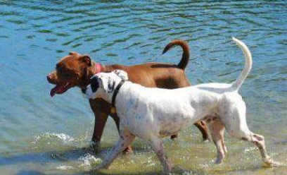 狗狗发情交配的基本知识(图1)