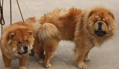 狗狗发情交配的基本知识(图2)