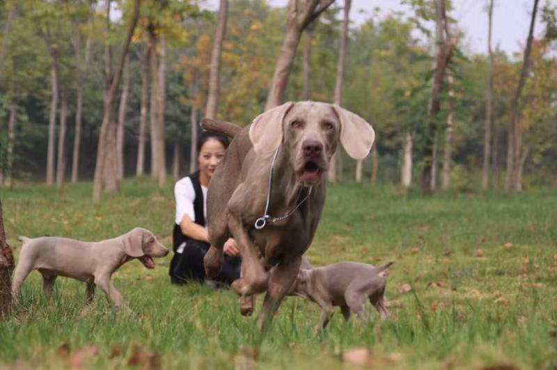 魏玛犬是烈性犬吗?应该要怎摸练习它(图1)
