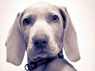 魏玛犬是烈性犬吗?应该要怎摸练习它(图3)