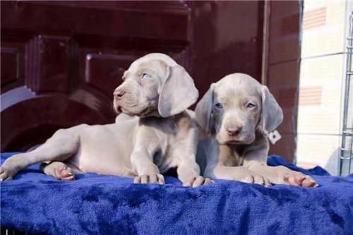 魏玛犬是烈性犬吗?应该要怎摸练习它(图2)