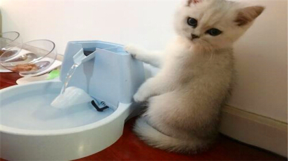 猫急性肠胃炎可不可以自动痊愈(图1)