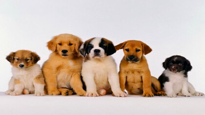 一户两只狗能办狗证吗(图1)