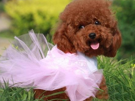 泰迪一天什么时候吃狗粮?饮食这件事要体贴(图1)