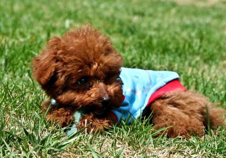 泰迪一天什么时候吃狗粮?饮食这件事要体贴(图2)