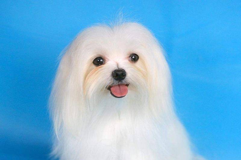 马尔济斯犬智商 美貌与智慧一体两面(图1)