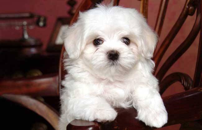 马尔济斯犬智商 美貌与智慧一体两面(图2)