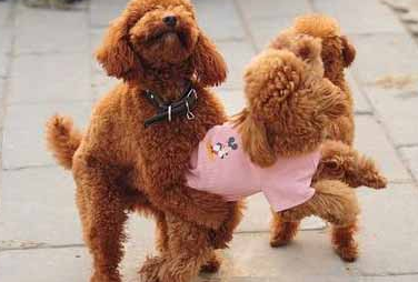 狗狗配种的全过程(图1)