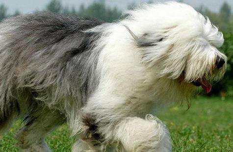 古牧犬好养吗?专职养狗达人帮你讲(图2)