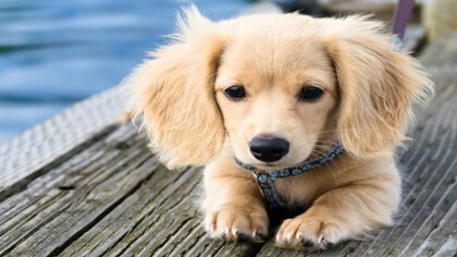 狗狗癫痫有什么好症状(图1)