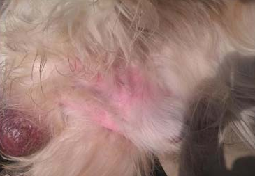 狗狗睾丸炎的临床症状是什么？何不来看一下(图1)