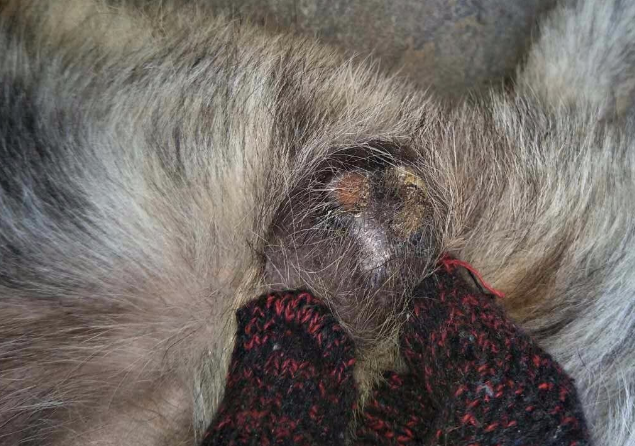 狗狗睾丸炎的临床症状是什么？何不来看一下(图2)