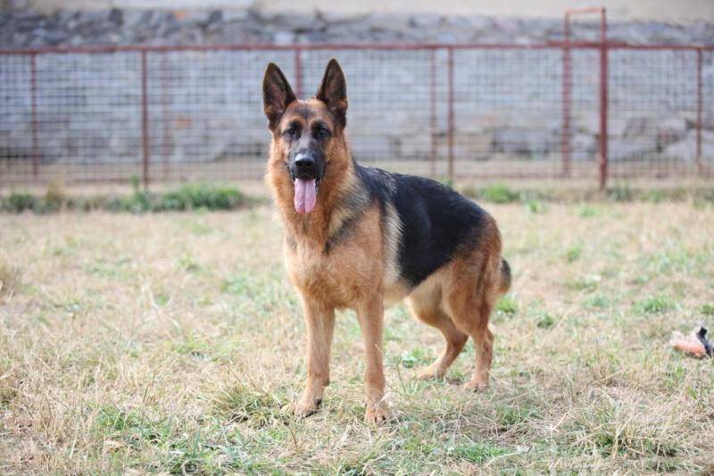 德国牧羊犬咬人吗？看过再下结论(图2)