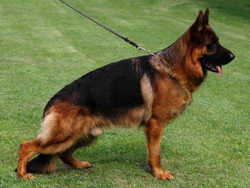 德国牧羊犬咬人吗？看过再下结论(图1)