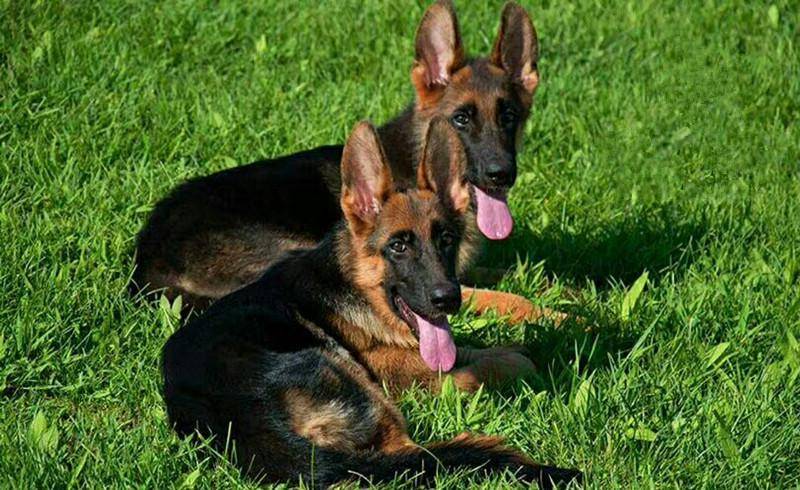 德国牧羊犬咬人吗？看过再下结论(图3)