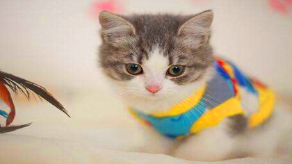 猫脸上有猫藓该怎么办啊(图1)