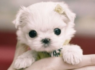 茶杯犬能活多少年？这样做或许能活久点(图3)