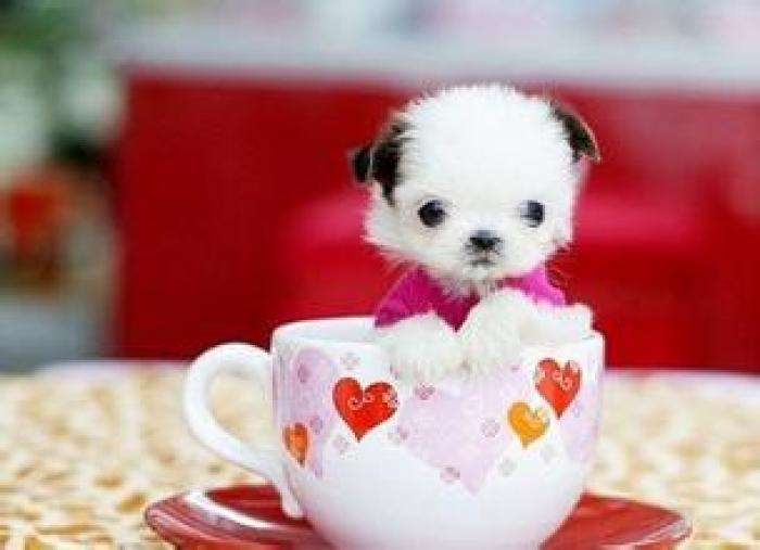茶杯犬能活多少年？这样做或许能活久点(图1)
