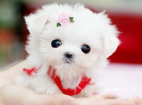 茶杯犬能活多少年？这样做或许能活久点(图2)