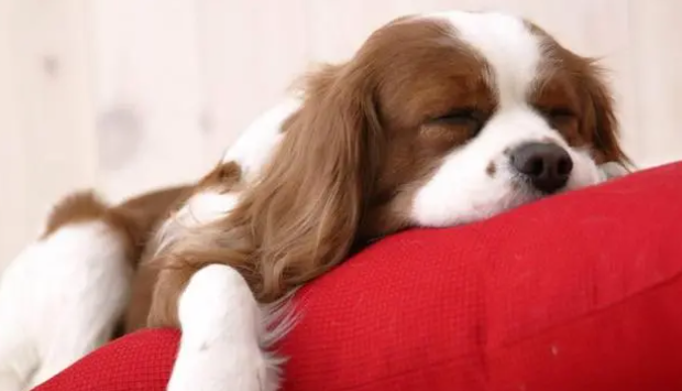 科普：犬肾衰竭的临床症状与护理知识(图1)