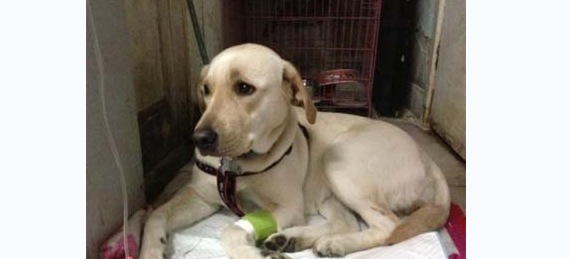 科普：犬肾衰竭的临床症状与护理知识(图2)