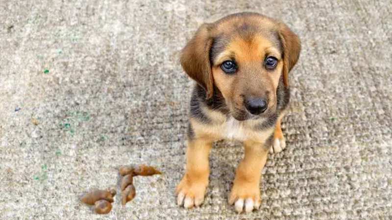 狗吃屎的原因是什么(图1)