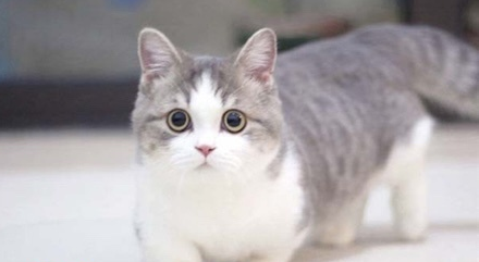 网红猫猫是谁 是哪里人(图1)