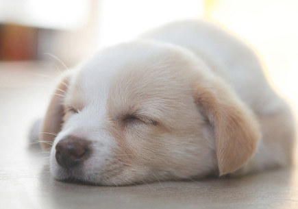 幼狗站不直四肢乏力 幼狗站不直是怎么回事?？(图2)