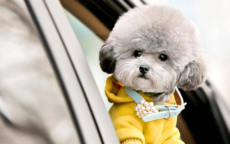 泰迪拉粑粑带血怎么回事 这个情况要引起注意了(图1)