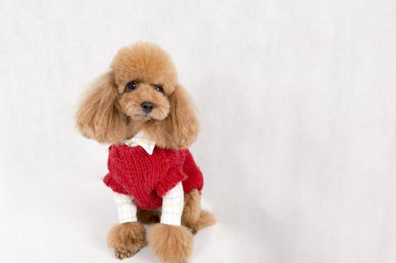 泰迪拉粑粑带血怎么回事 这个情况要引起注意了(图3)