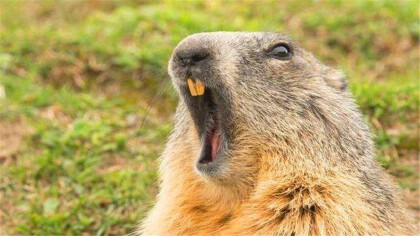 草原狗的种类是什么(图1)