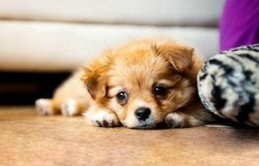 躲避铲屎官的虎妈式教育 狗狗搜找默默地承担 只不过有三方面原因(图1)