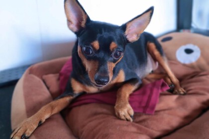 狗鼻子的作用及特点(图1)