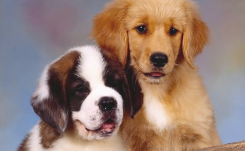 狗会游水 为何可能会不再担心洗澡吗 怎么才能改进这一状况(图1)