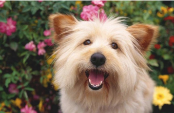 狗会游水 为何可能会不再担心洗澡吗 怎么才能改进这一状况(图2)