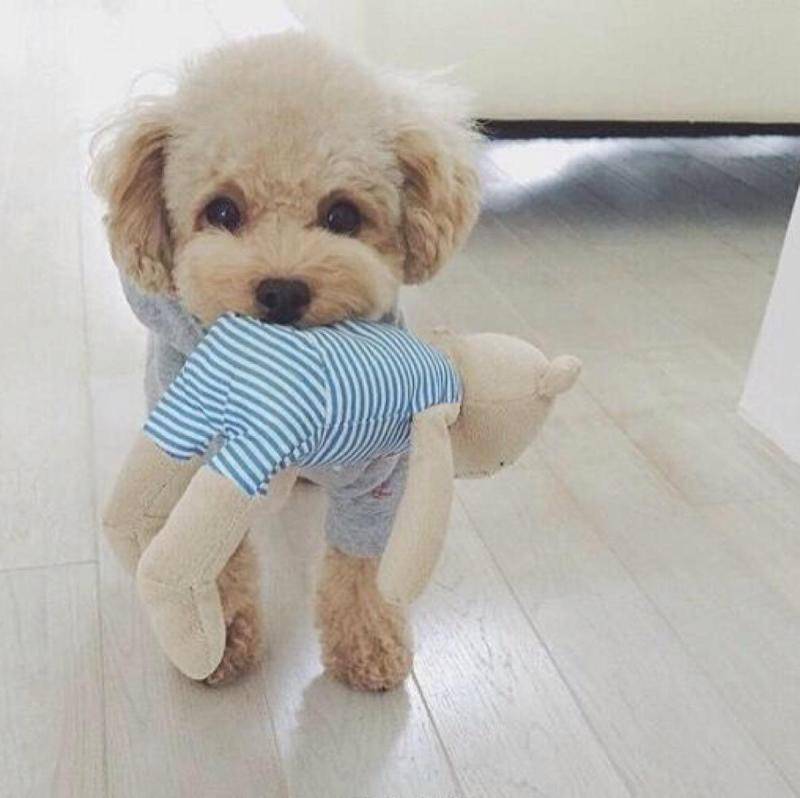 泰迪犬睡觉磨牙什么呢原因？你也可以这样的来排查(图2)