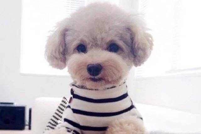 泰迪皮肤真菌感染传染给人吗？一次养狗的要不清楚这些(图2)