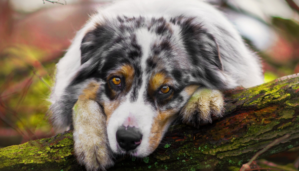 会导致狗狗肠胃不是很好的缘故有什么？哪些地方症状的狗狗前提是吃肠胃宝？(图2)