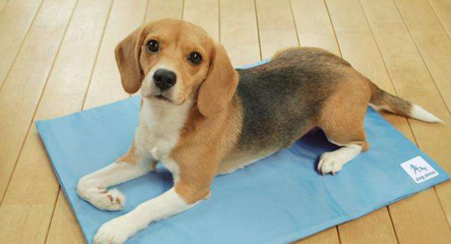 会导致狗狗肠胃不是很好的缘故有什么？哪些地方症状的狗狗前提是吃肠胃宝？(图1)