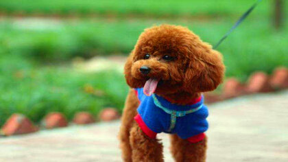 合适自家养的宠物有都有哪些(图1)