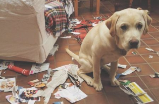 狗狗最怕都有哪些的惩罚 这五个惩罚方式 全是狗狗的害怕(图1)