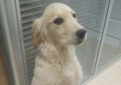 狗狗最怕都有哪些的惩罚 这五个惩罚方式 全是狗狗的害怕(图2)