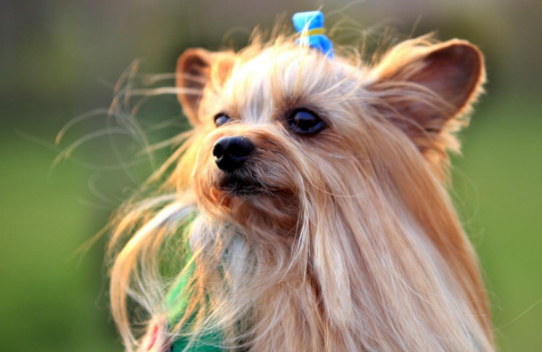 约克夏如何知道品相 这几个方面盯准了就也差不多了(图3)