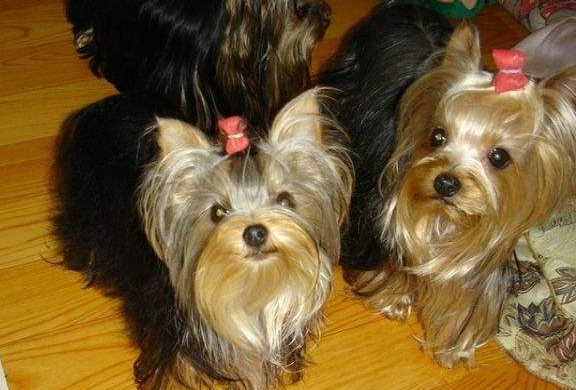 约克夏如何知道品相 这几个方面盯准了就也差不多了(图2)