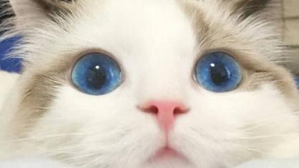 如何养和训练什么蓝猫(图1)