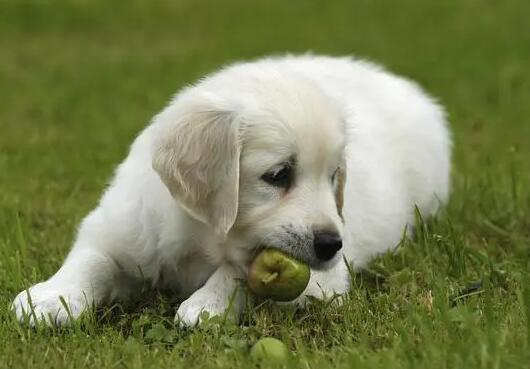 狗狗经常便秘家常方式 慌忙看一看(图2)