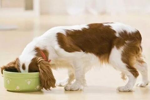 狗狗经常便秘家常方式 慌忙看一看(图1)