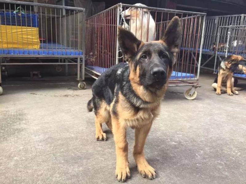 德牧能不能看纯不纯 特别注意这几个通常的部位(图1)