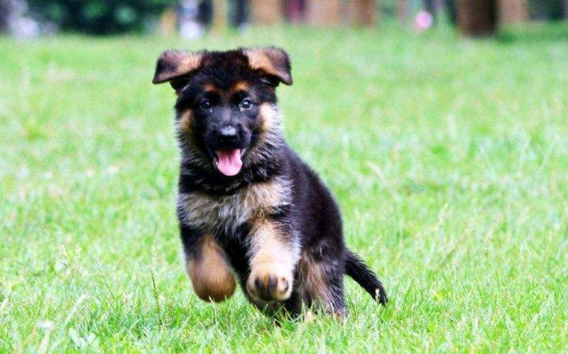 德牧能不能看纯不纯 特别注意这几个通常的部位(图2)