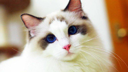 如何能让猫咪排除肾炎胎盘(图1)